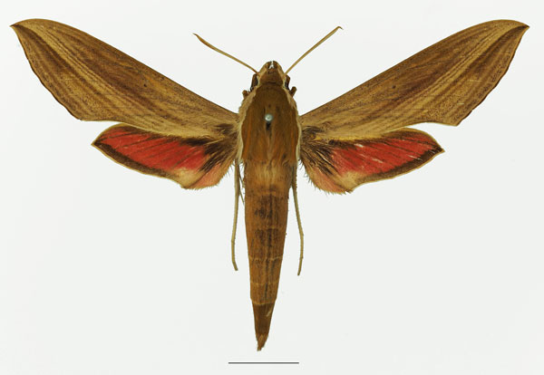 /filer/webapps/moths/media/images/G/gracilis_Hippotion_AF_Basquin_01a.jpg