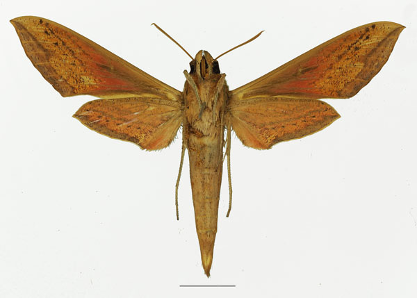 /filer/webapps/moths/media/images/G/gracilis_Hippotion_AF_Basquin_01b.jpg