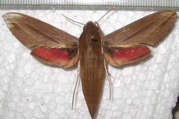 /filer/webapps/moths/media/images/G/gracilis_Hippotion_AF_Bippus.jpg