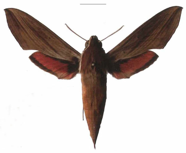 /filer/webapps/moths/media/images/G/gracilis_Hippotion_AF_EMEM.jpg