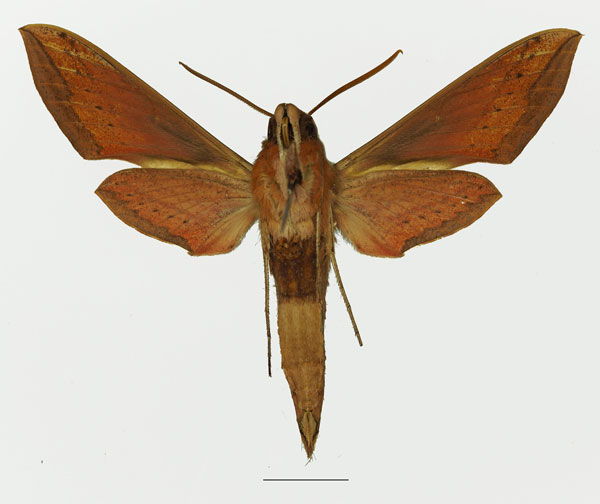 /filer/webapps/moths/media/images/G/gracilis_Hippotion_AM_Basquin_01b.jpg