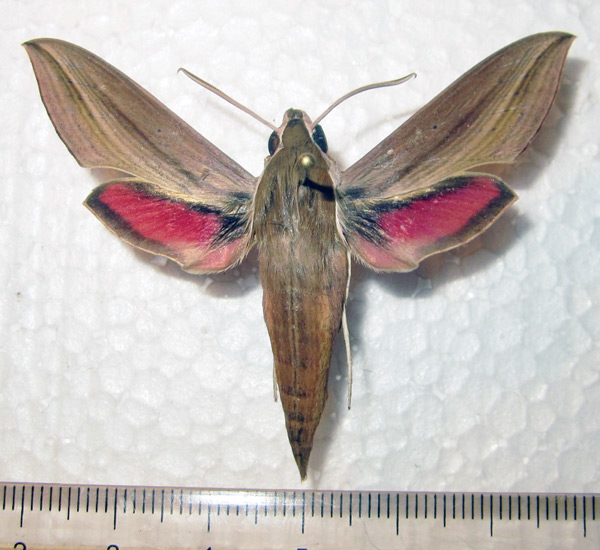 /filer/webapps/moths/media/images/G/gracilis_Hippotion_AM_Bippus.jpg