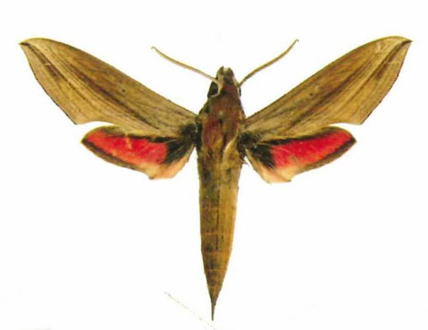/filer/webapps/moths/media/images/G/gracilis_Hippotion_AM_EMEMa.jpg