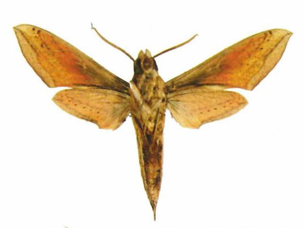 /filer/webapps/moths/media/images/G/gracilis_Hippotion_AM_EMEMb.jpg