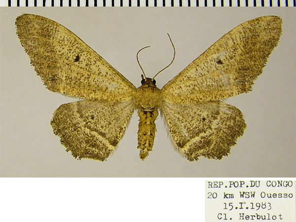 /filer/webapps/moths/media/images/G/gracilis_Hyposidra_AF_ZSM.jpg