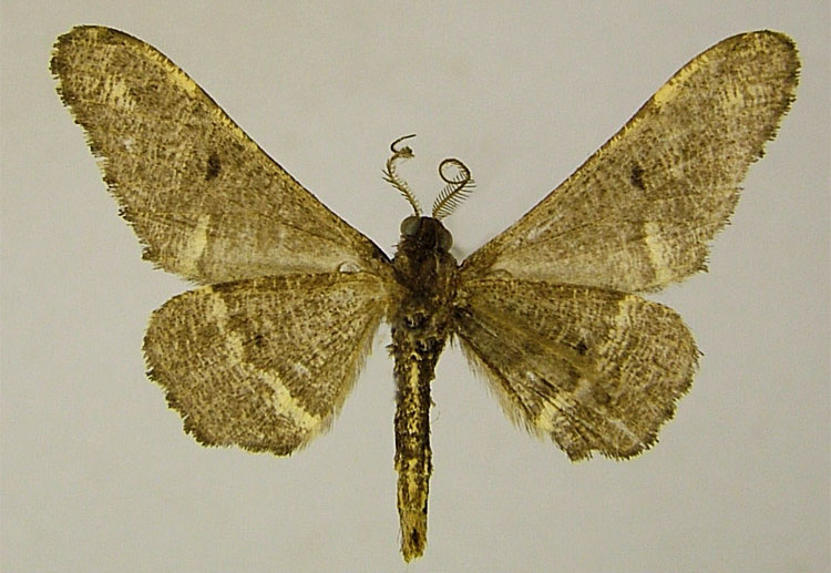 /filer/webapps/moths/media/images/G/gracilis_Hyposidra_HT_ZSMb.jpg