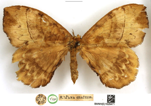 /filer/webapps/moths/media/images/G/gracilis_Jana_STM_NHMUK.jpg