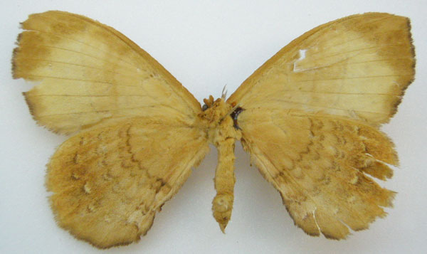 /filer/webapps/moths/media/images/G/gracilis_Jana_STM_NHMUKb.jpg