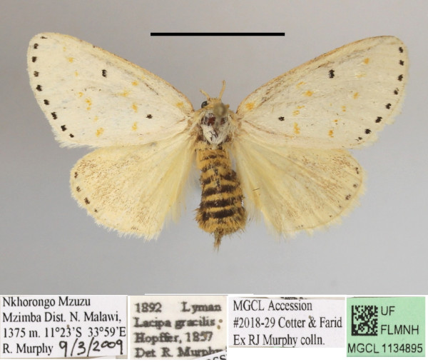 /filer/webapps/moths/media/images/G/gracilis_Lacipa_AF_MGCLa_02.JPG