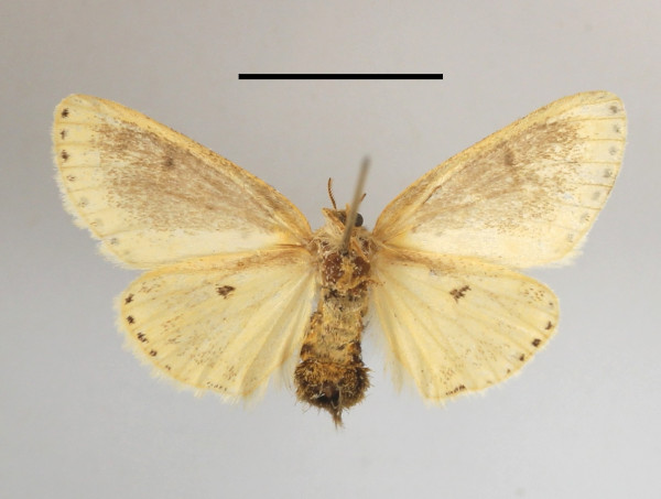 /filer/webapps/moths/media/images/G/gracilis_Lacipa_AF_MGCLb_02.JPG