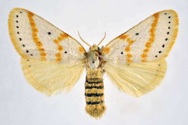 /filer/webapps/moths/media/images/G/gracilis_Lacipa_AF_NHMO.jpg