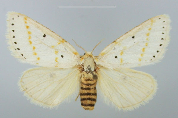 /filer/webapps/moths/media/images/G/gracilis_Lacipa_AF_TMSA_01.jpg