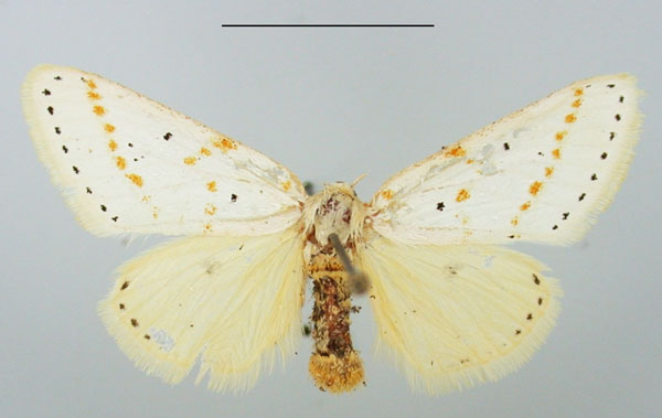 /filer/webapps/moths/media/images/G/gracilis_Lacipa_AF_TMSA_02.jpg