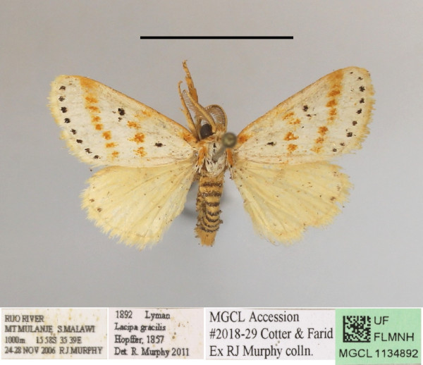 /filer/webapps/moths/media/images/G/gracilis_Lacipa_AM_MGCLa_01.JPG