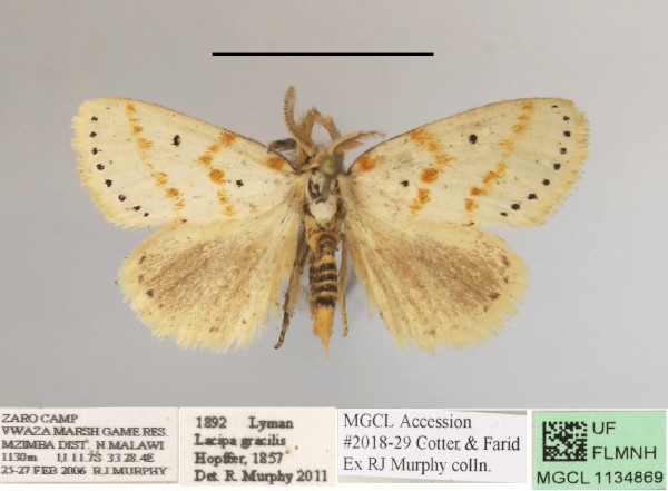 /filer/webapps/moths/media/images/G/gracilis_Lacipa_AM_MGCLa_03.JPG