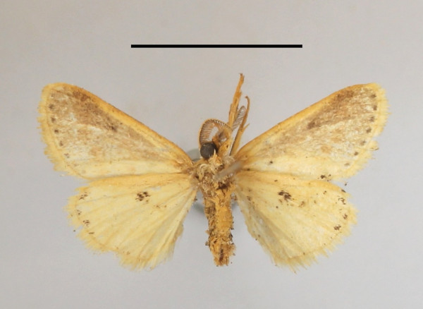 /filer/webapps/moths/media/images/G/gracilis_Lacipa_AM_MGCLb_01.JPG