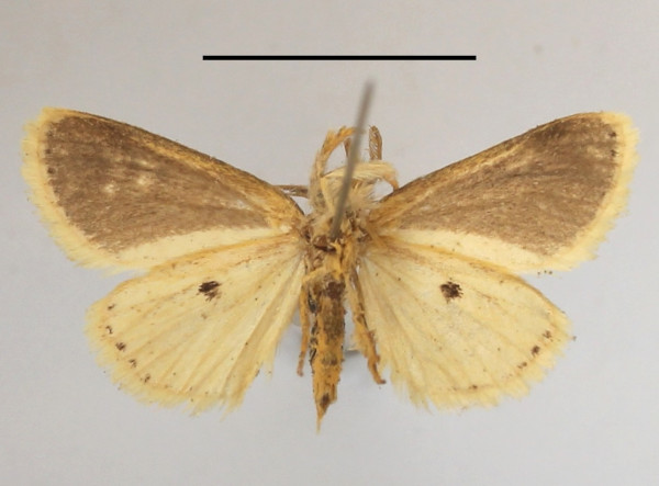 /filer/webapps/moths/media/images/G/gracilis_Lacipa_AM_MGCLb_03.JPG
