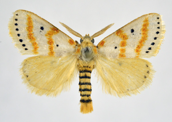 /filer/webapps/moths/media/images/G/gracilis_Lacipa_AM_NHMO.jpg