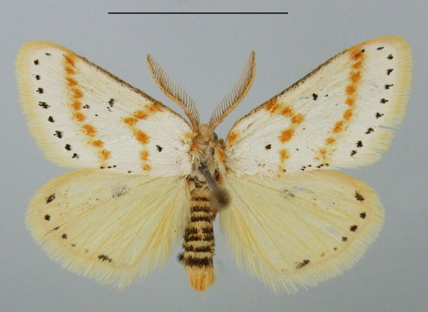 /filer/webapps/moths/media/images/G/gracilis_Lacipa_AM_TMSA.jpg