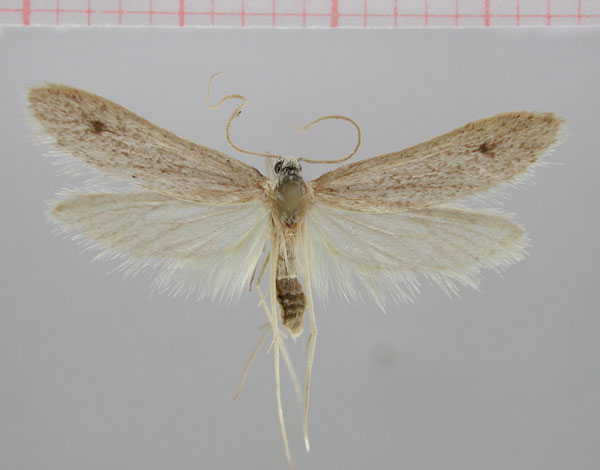 /filer/webapps/moths/media/images/G/gracilis_Lytrophila_HT_NMNW.jpg