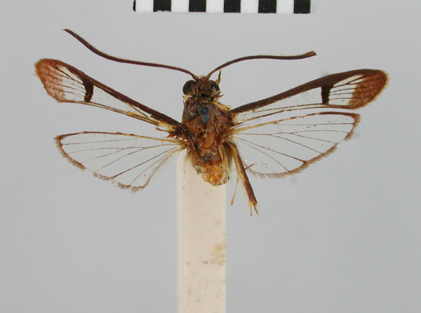 /filer/webapps/moths/media/images/G/gracilis_Synanthedon_HT_BMNH.jpg