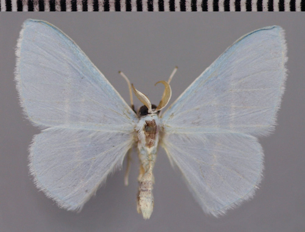 /filer/webapps/moths/media/images/G/gracilis_Trimetopia_HT_ZSM.jpg