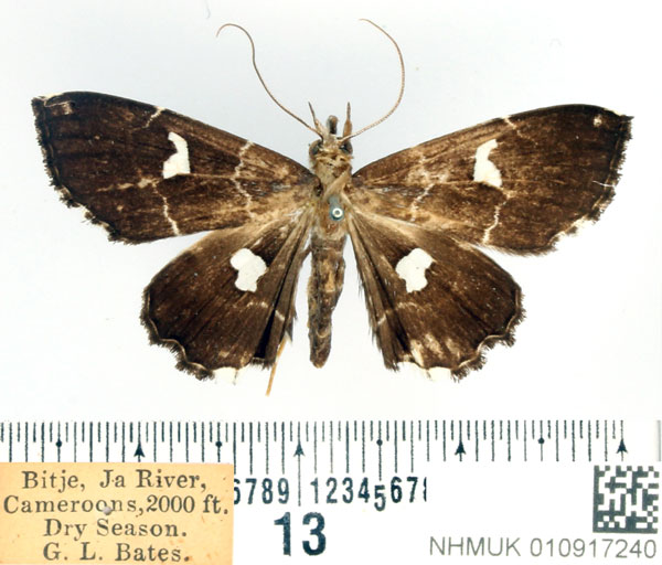 /filer/webapps/moths/media/images/G/gracillodina_Claterna_AF_BMNH.jpg