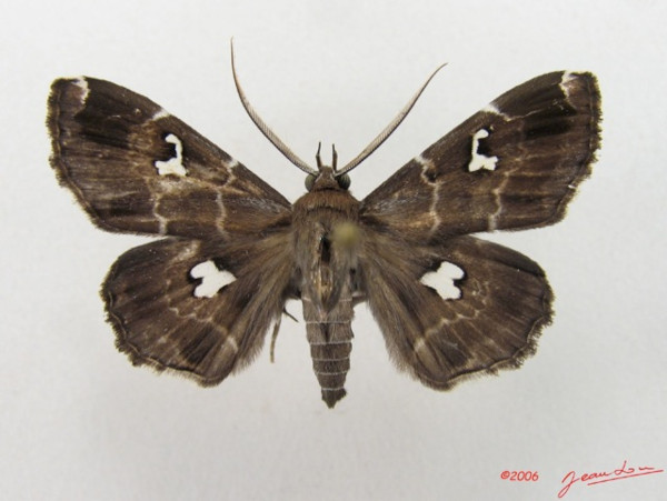 /filer/webapps/moths/media/images/G/gracillodina_Claterna_A_Alberta_01.jpg