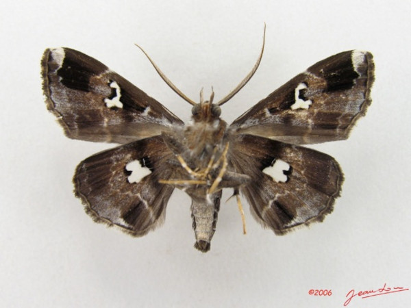 /filer/webapps/moths/media/images/G/gracillodina_Claterna_A_Albertb_01.jpg