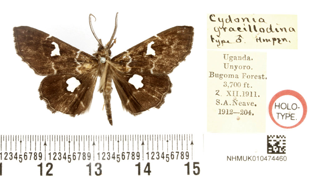 /filer/webapps/moths/media/images/G/gracillodina_Claterna_HT_BMNH.jpg