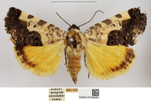 /filer/webapps/moths/media/images/G/gradata_Acontia_AF_NHMUK.jpg