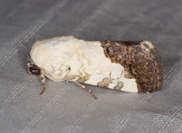 /filer/webapps/moths/media/images/G/gradata_Acontia_A_Heyns_01.jpg