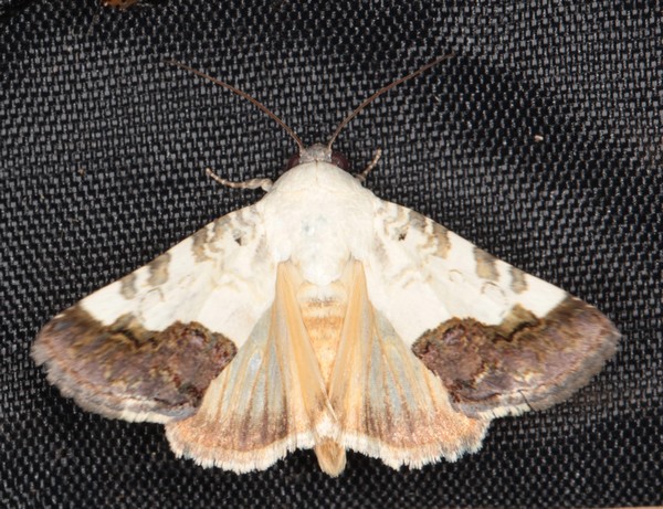 /filer/webapps/moths/media/images/G/gradata_Acontia_A_Heyns_02.jpg
