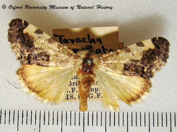 /filer/webapps/moths/media/images/G/gradata_Acontia_A_OUMNH.jpg