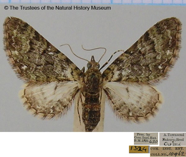 /filer/webapps/moths/media/images/G/gradatilinea_Eupithecia_AF_BMNH.jpg
