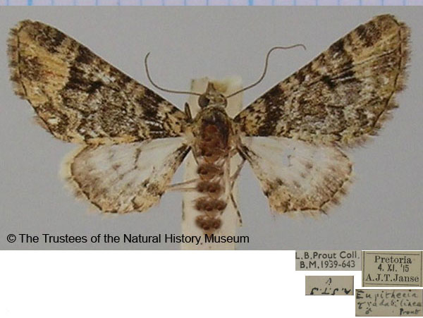 /filer/webapps/moths/media/images/G/gradatilinea_Eupithecia_AM_BMNH.jpg