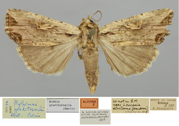 /filer/webapps/moths/media/images/G/graditornalis_Aletia_AT_RMCA_01.jpg