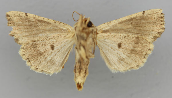 /filer/webapps/moths/media/images/G/graditornalis_Aletia_AT_RMCA_02.jpg