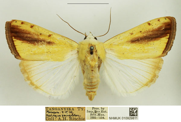 /filer/webapps/moths/media/images/G/graellsii_Pardoxia_AF_NHMUK.jpg