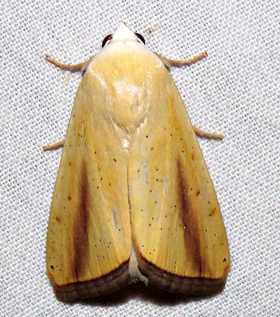 /filer/webapps/moths/media/images/G/graellsii_Pardoxia_A_Braun_07.jpg