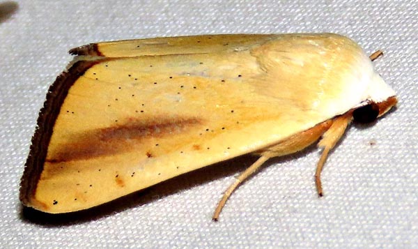 /filer/webapps/moths/media/images/G/graellsii_Pardoxia_A_Braun_08.jpg