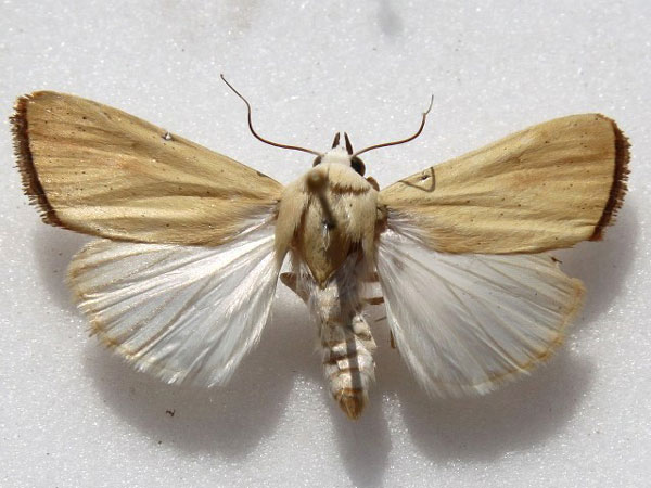/filer/webapps/moths/media/images/G/graellsii_Pardoxia_A_Goff_01.jpg