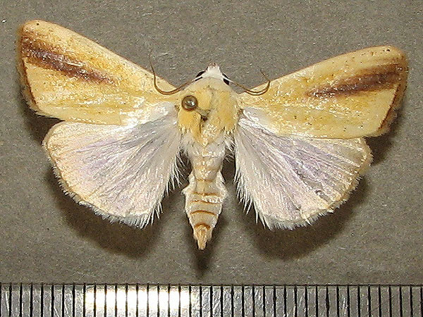 /filer/webapps/moths/media/images/G/graellsii_Pardoxia_A_Goff_02.jpg