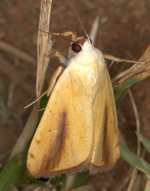 /filer/webapps/moths/media/images/G/graellsii_Pardoxia_A_Heyns_01.jpg