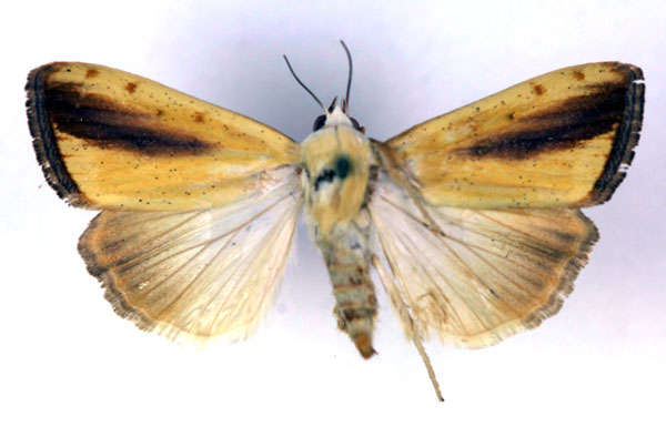 /filer/webapps/moths/media/images/G/graellsii_Pardoxia_A_RMCA.jpg