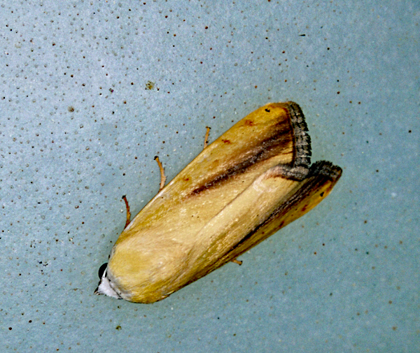/filer/webapps/moths/media/images/G/graellsii_Pardoxia_A_Roland_01.jpg