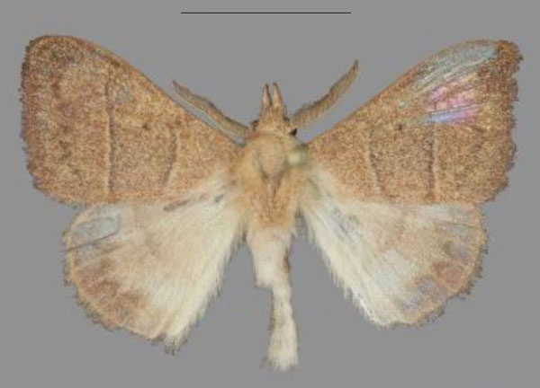 /filer/webapps/moths/media/images/G/graham_Hapsimachogonia_HT_Mueller.jpg