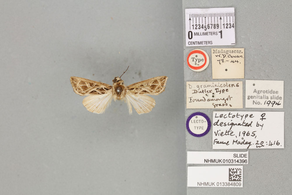 /filer/webapps/moths/media/images/G/graminicolens_Dianthoecia_LT_BMNHa.jpg