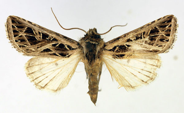 /filer/webapps/moths/media/images/G/graminicolens_Leumicamia_AM_Aulombard.jpg