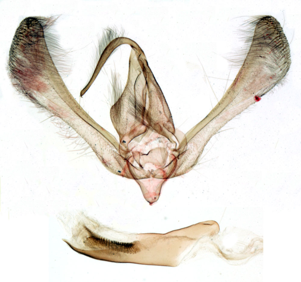 /filer/webapps/moths/media/images/G/graminivora_Raghuva_GMHT_MNHN_BL1087.jpg